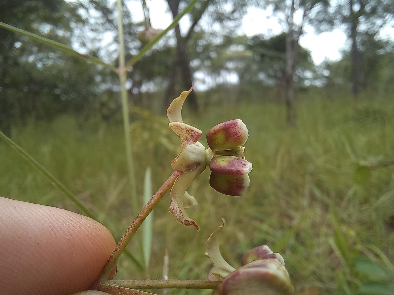 Asclepias longissima