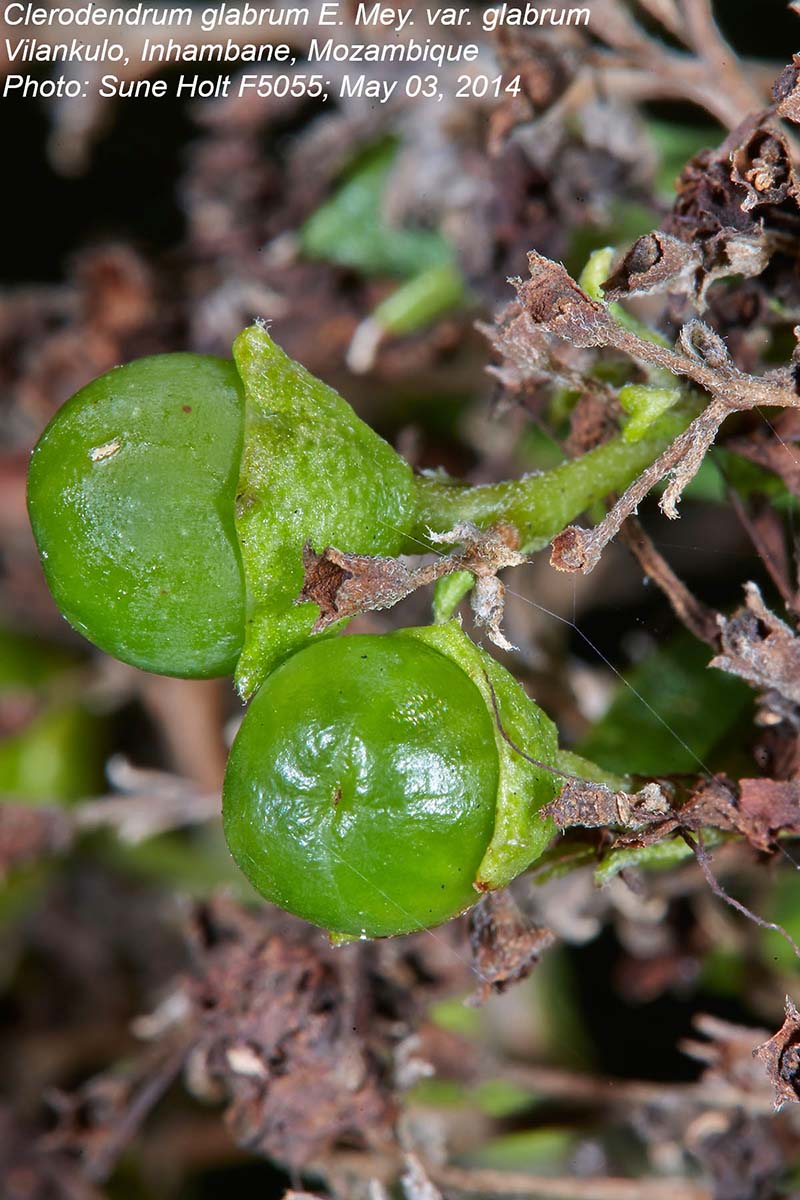 Volkameria glabra