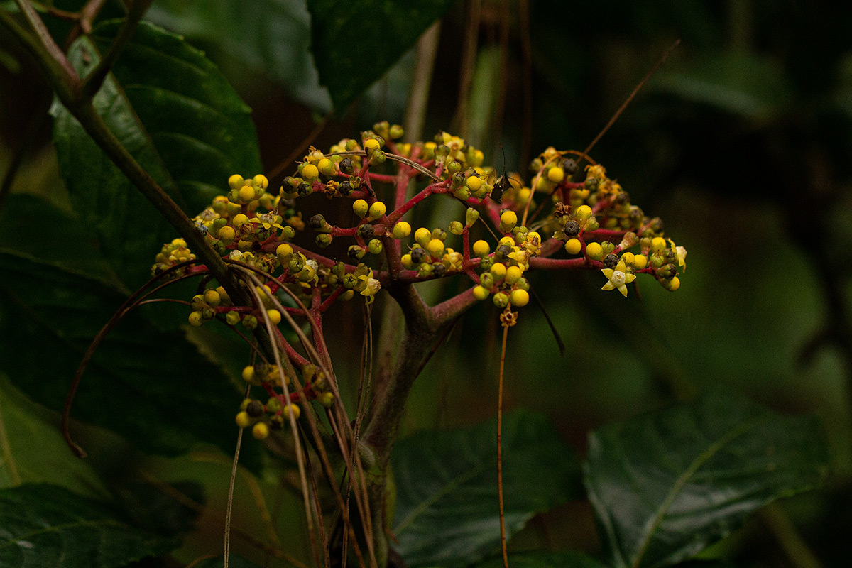 Leea guineensis