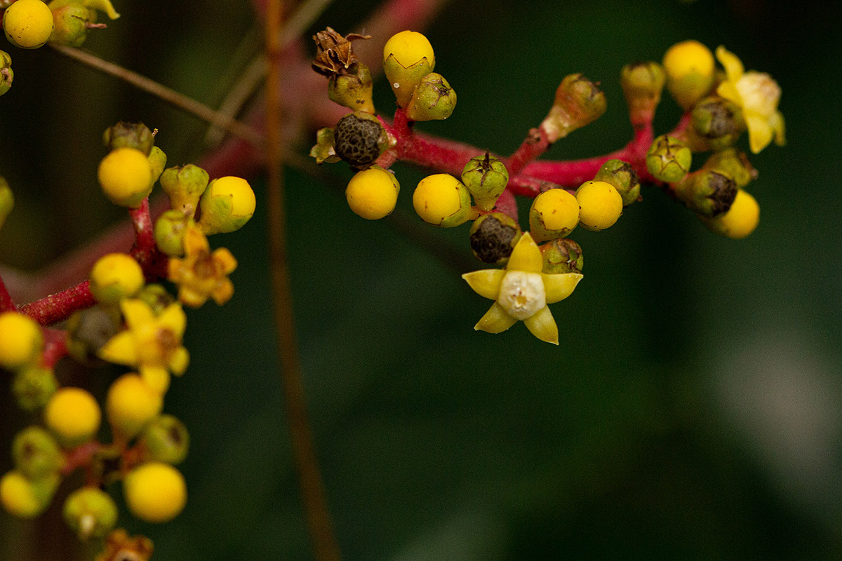 Leea guineensis