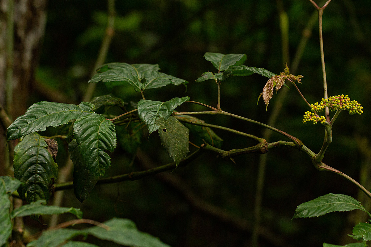 Leea guineensis