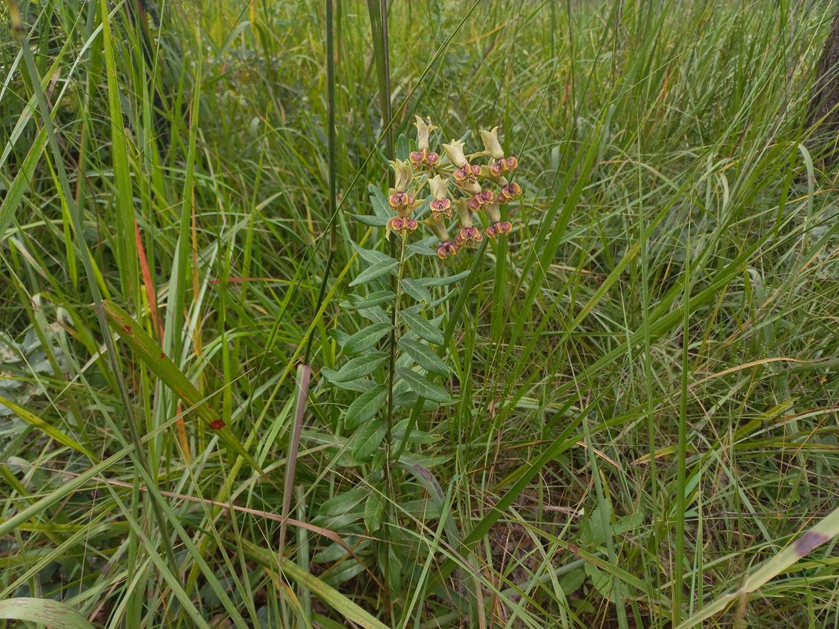 Gomphocarpus praticolus