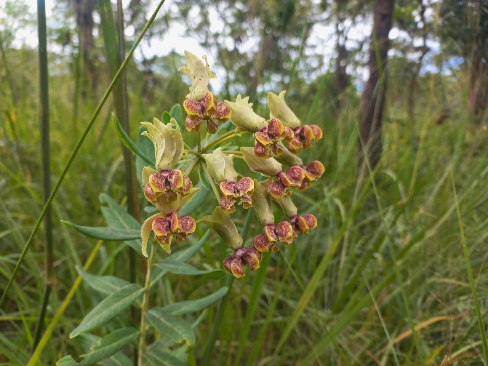 Gomphocarpus praticolus