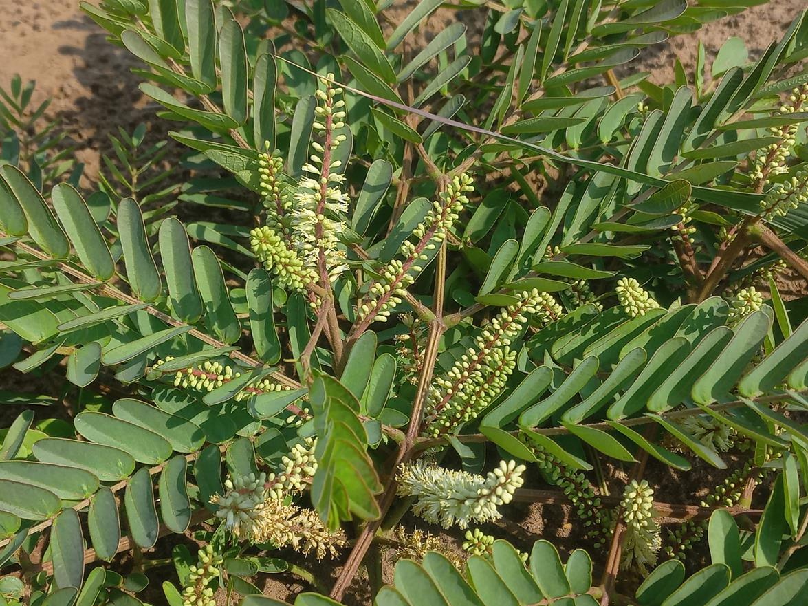 Entada arenaria subsp. microcarpa