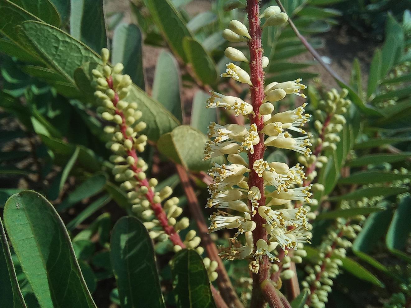 Entada arenaria subsp. microcarpa