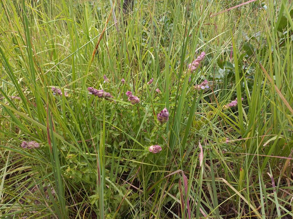 Tinnea apiculata