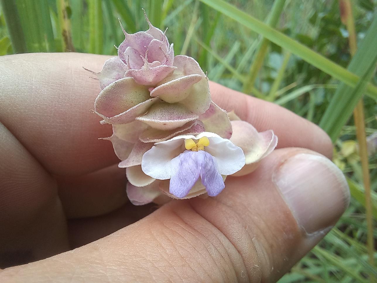 Tinnea apiculata