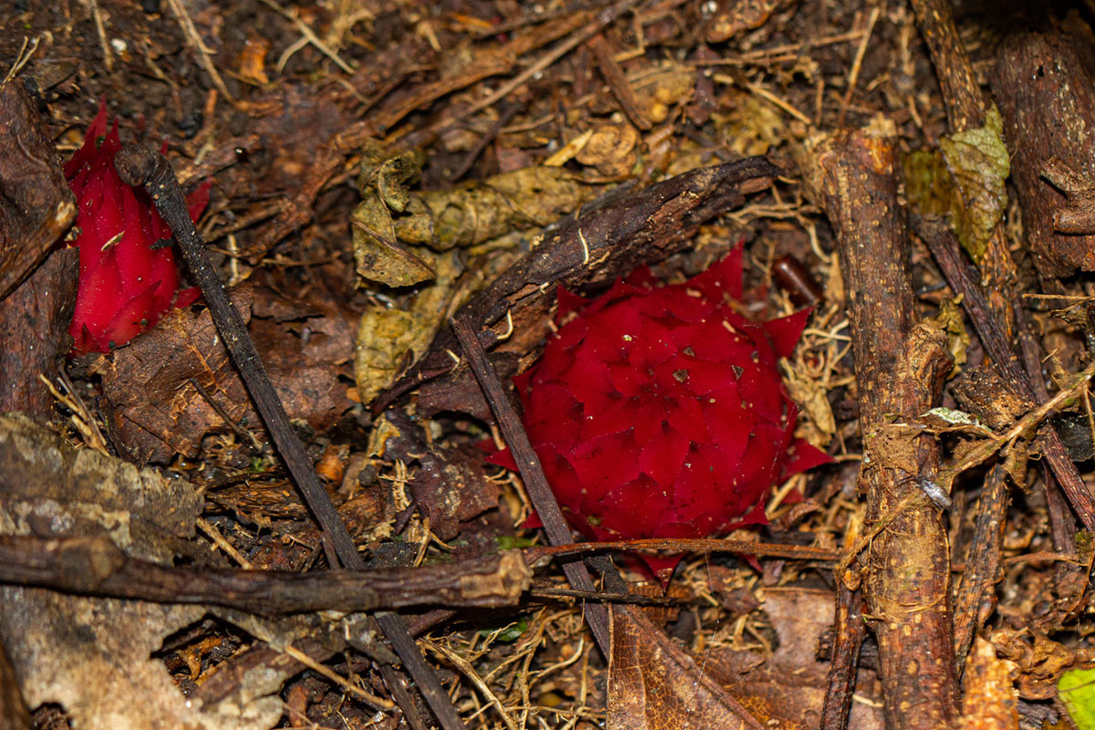 Thonningia sanguinea