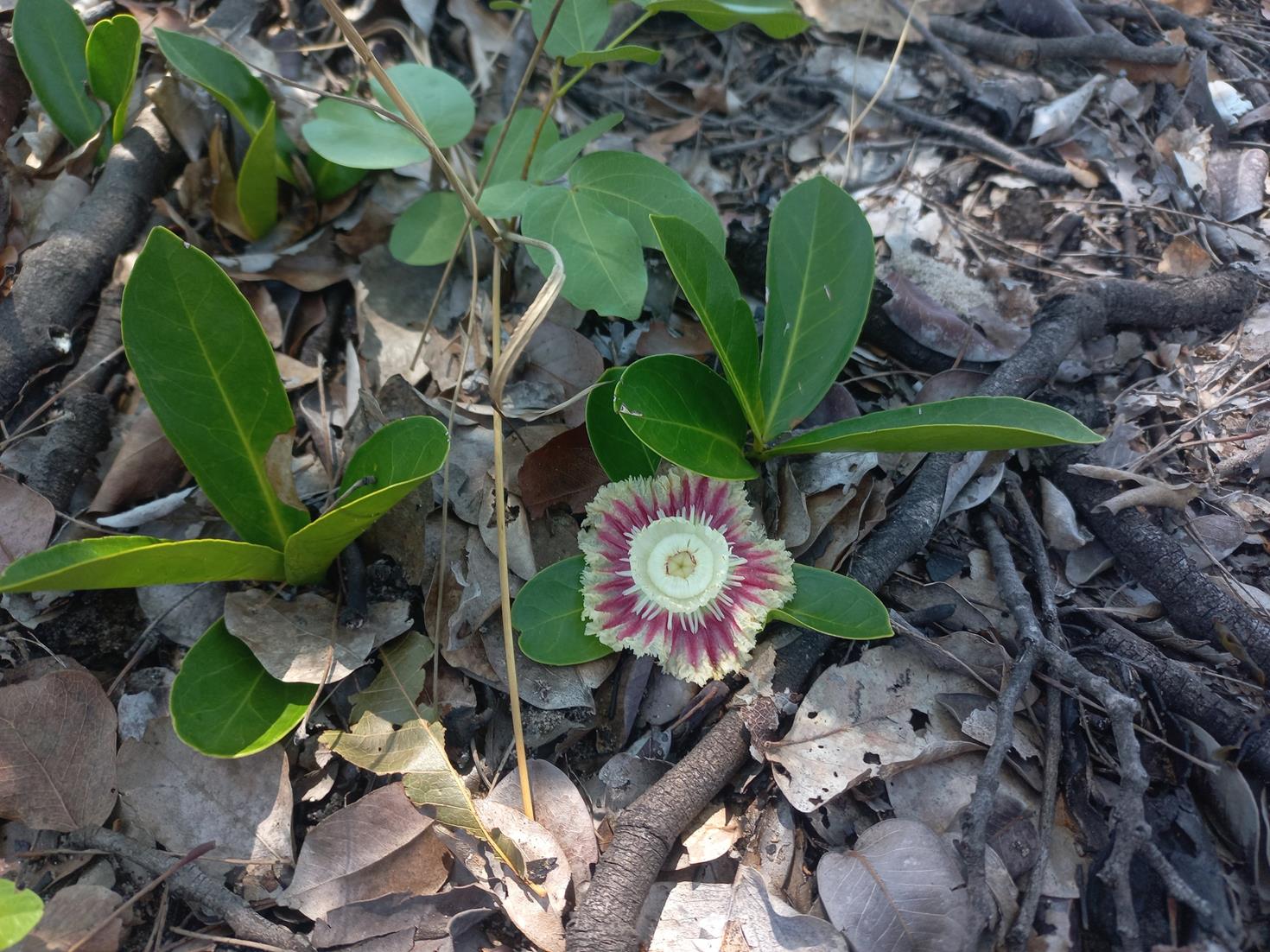 Napoleonaea gossweileri