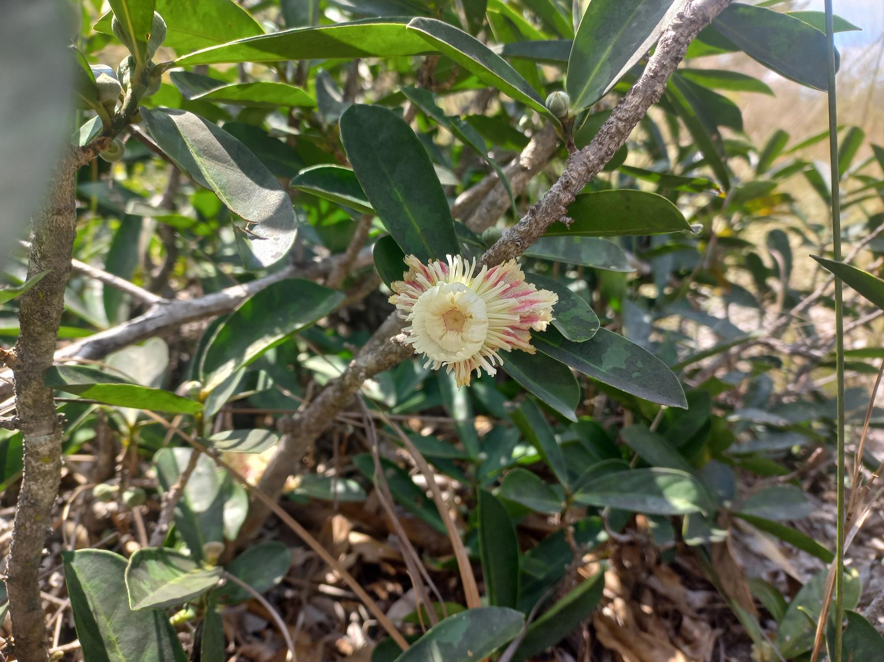 Napoleonaea gossweileri