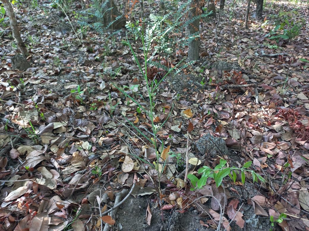 Adenia erecta