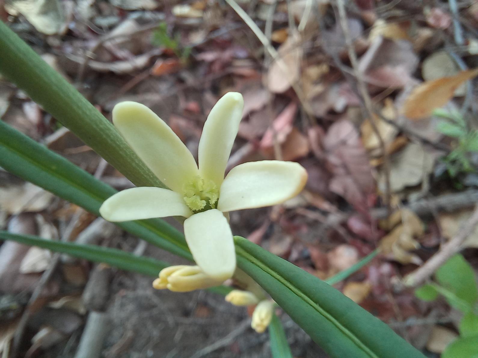 Adenia erecta