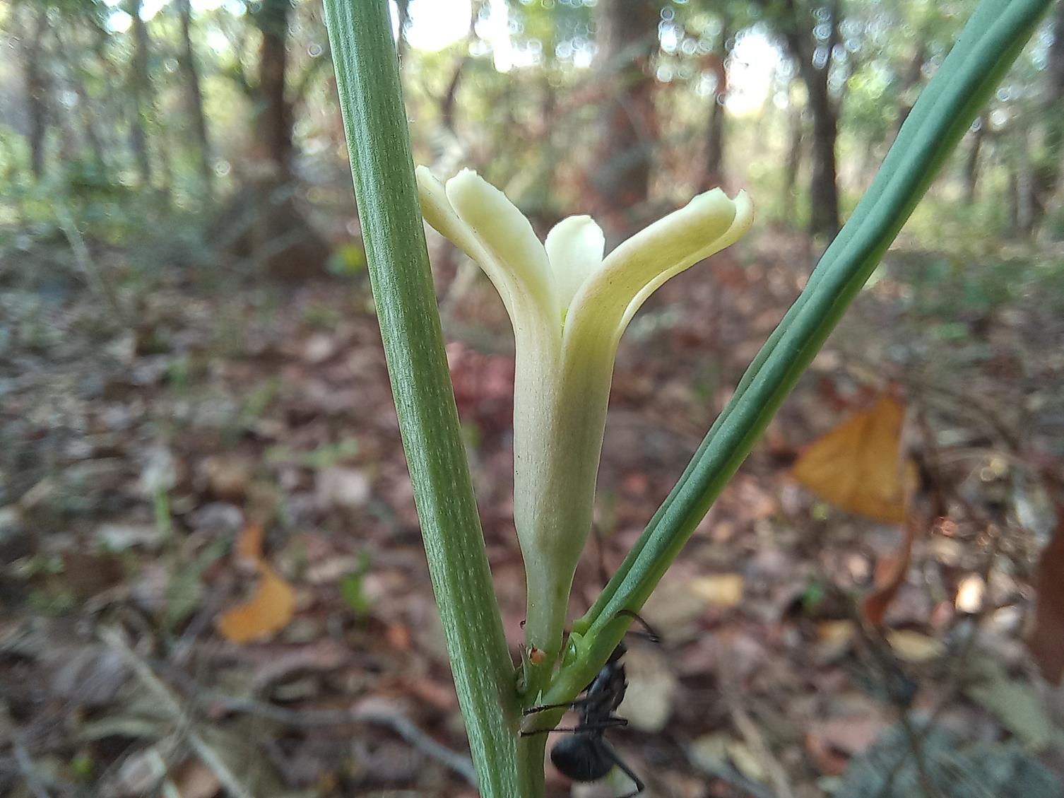 Adenia erecta