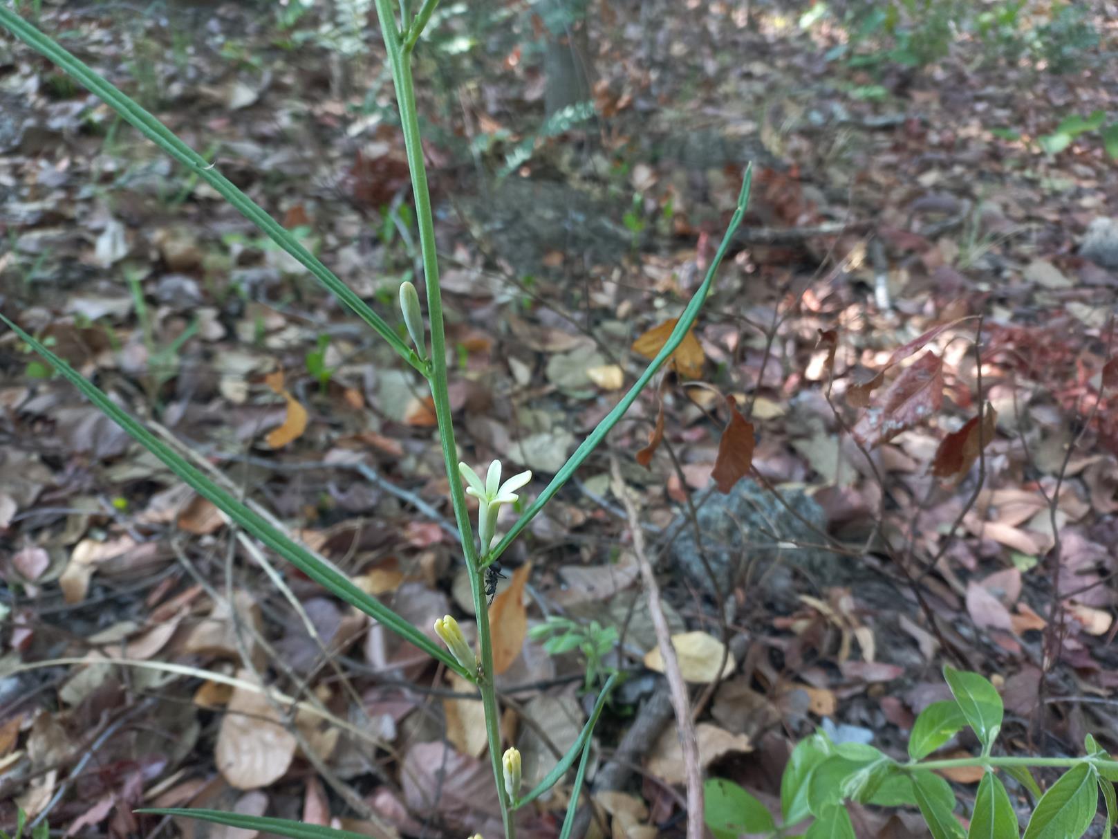 Adenia erecta