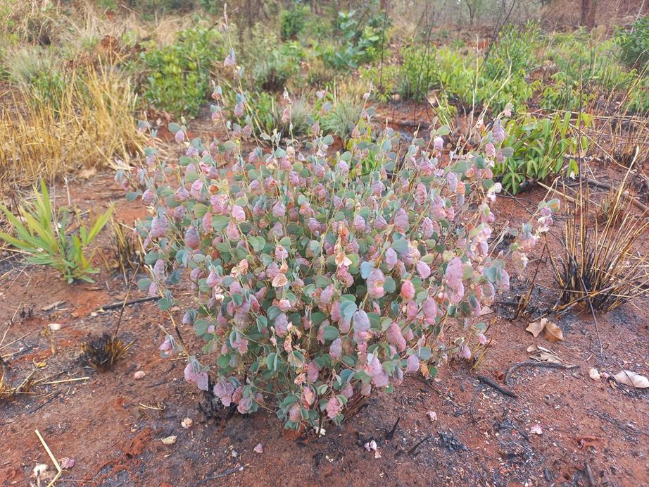 Humularia elisabethvilleana