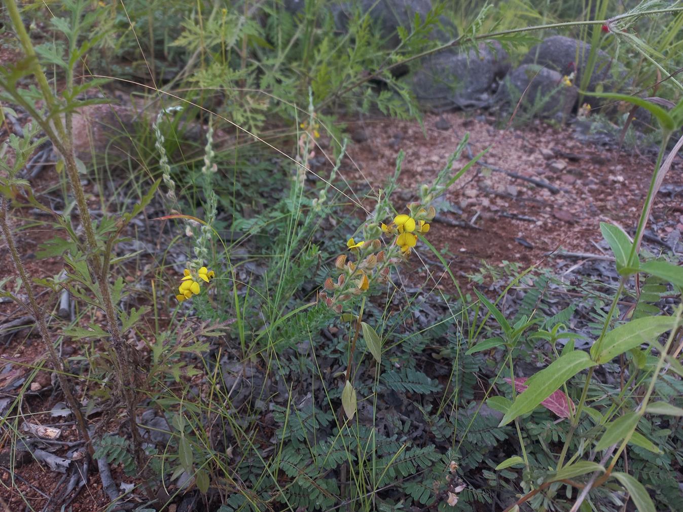 Crotalaria axillifloroides