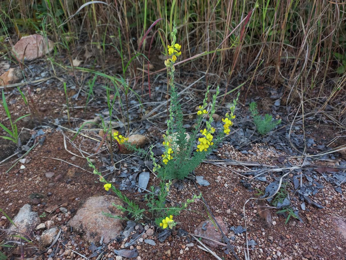 Crotalaria axillifloroides