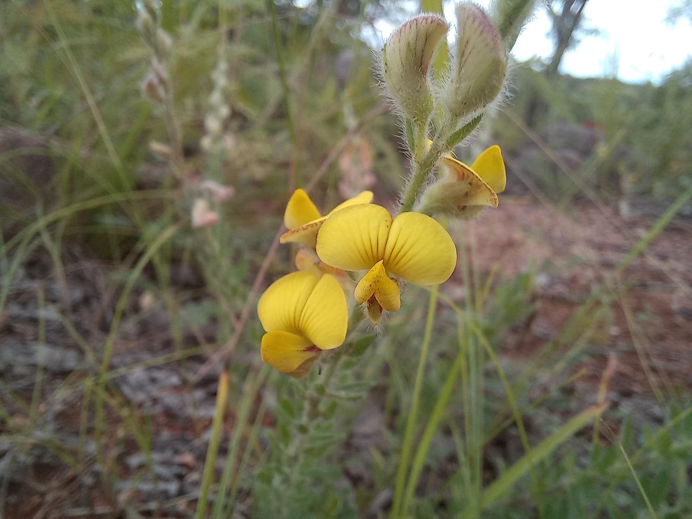 Crotalaria axillifloroides