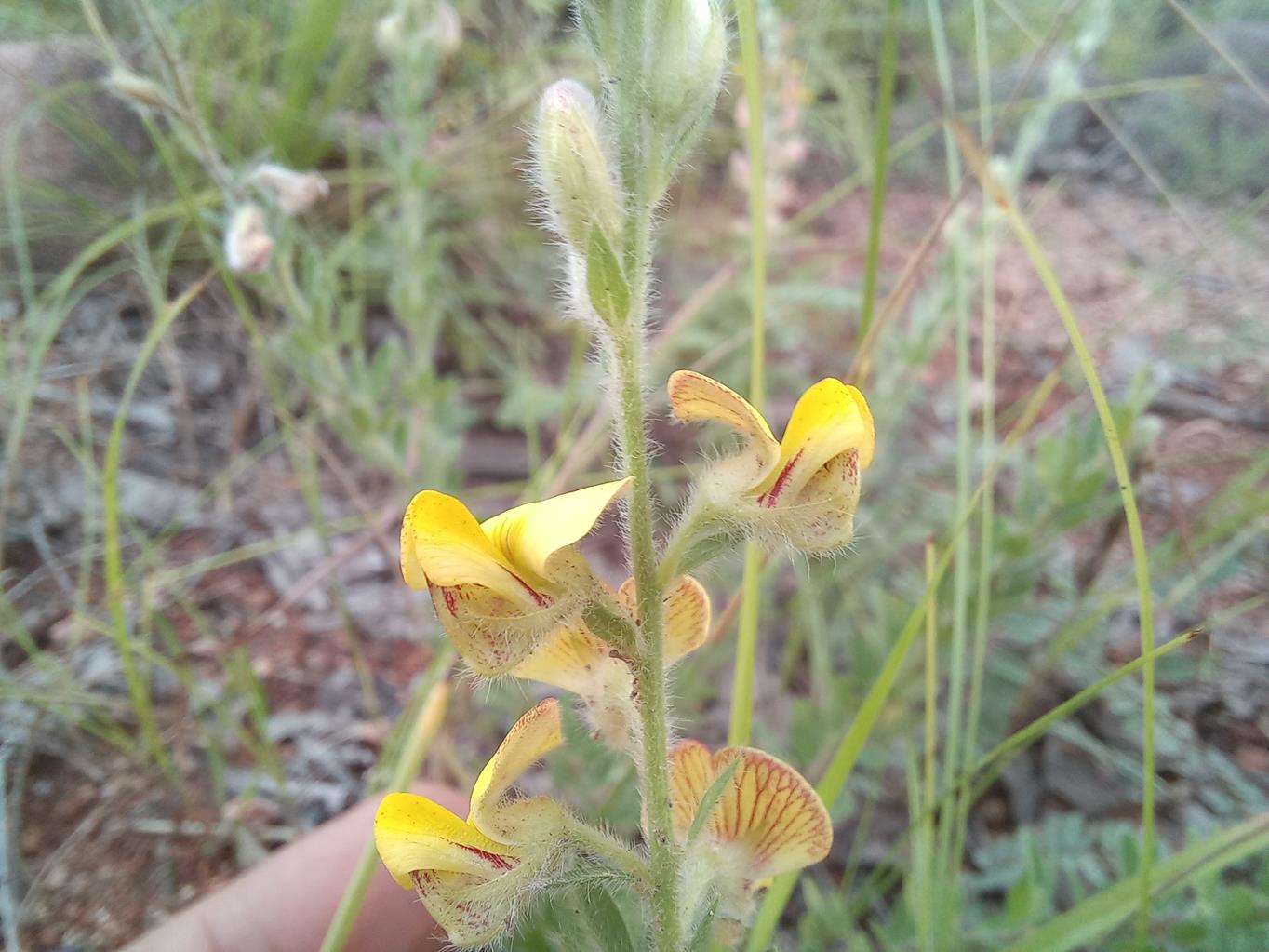 Crotalaria axillifloroides