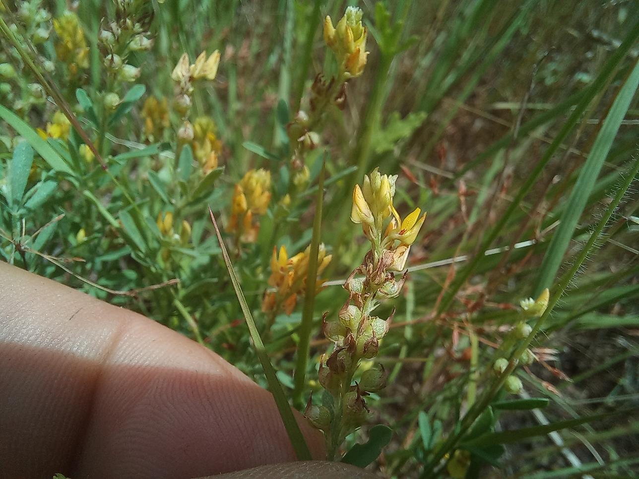 Crotalaria parvula