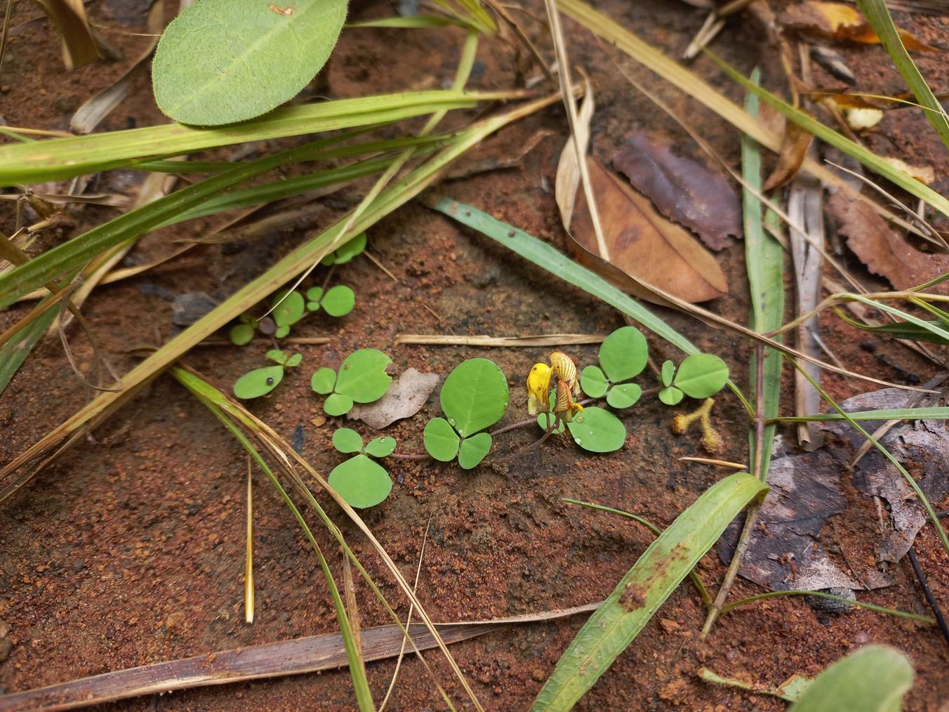 Crotalaria sertulifera