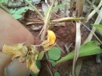 Crotalaria sertulifera