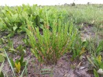 Acalypha clutioides