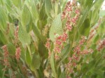 Acalypha clutioides