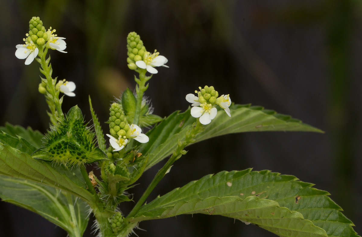 Caperonia fistulosa