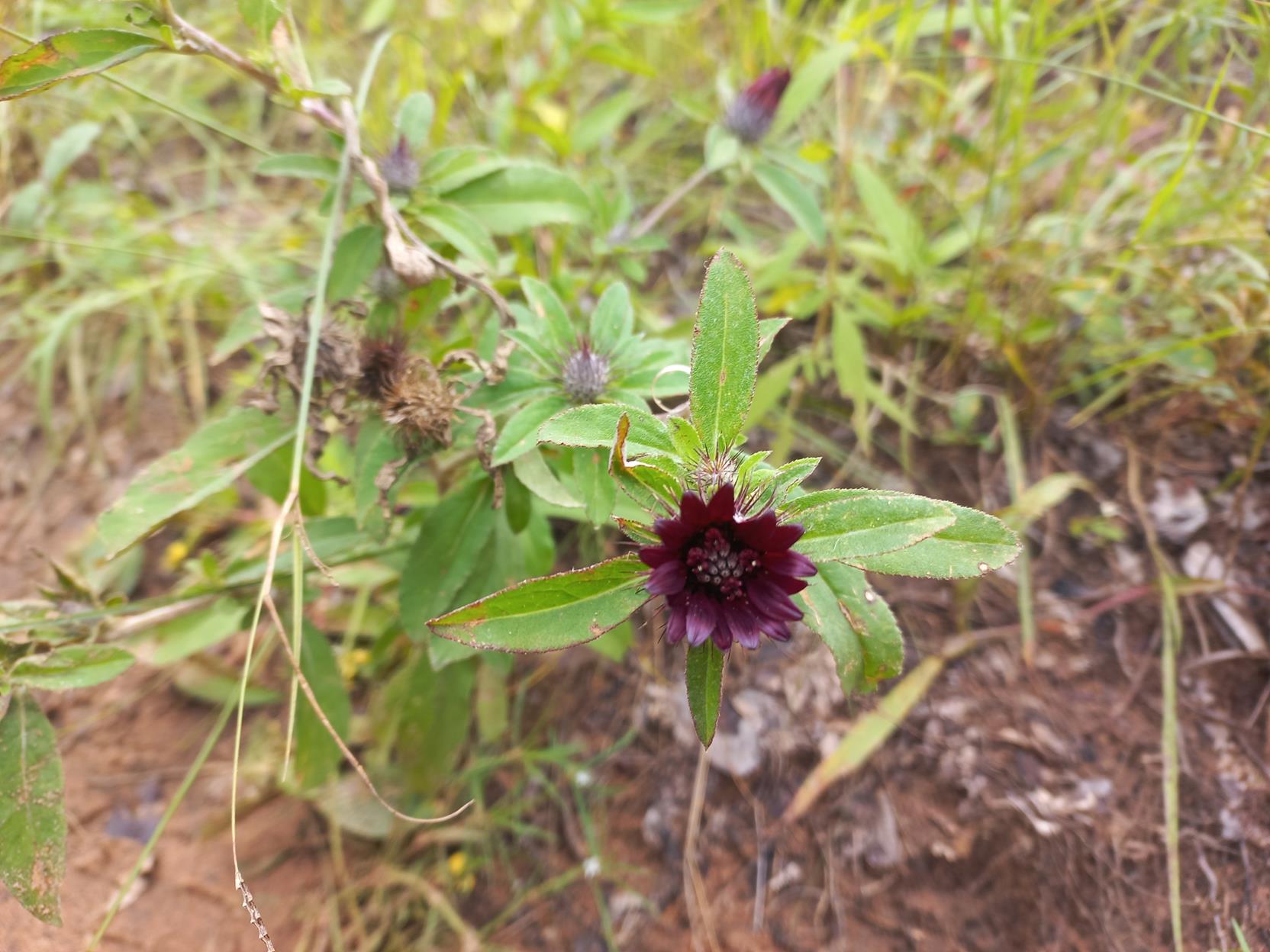 Pasaccardoa grantii