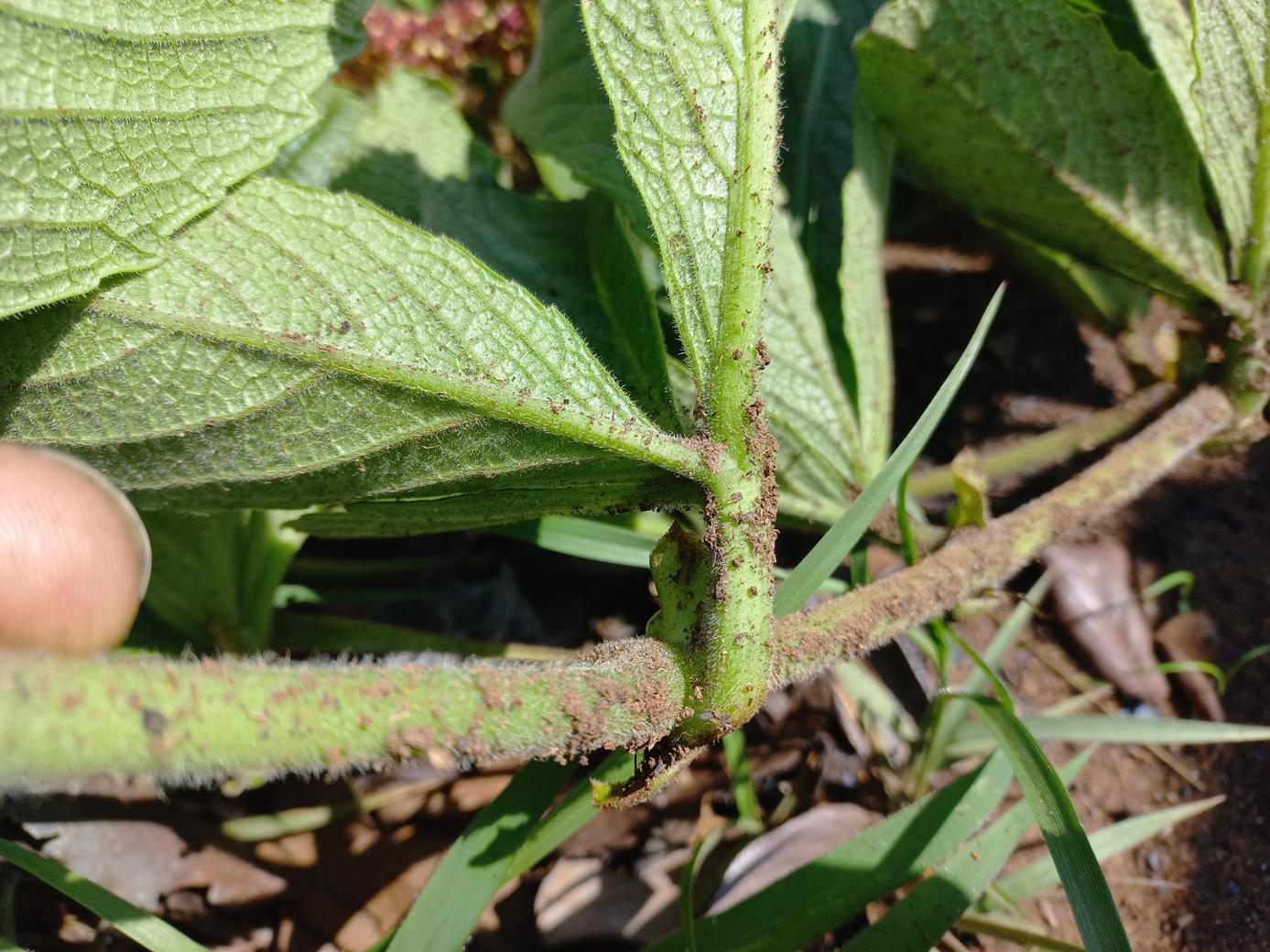 Cyphostemma obovato-oblongum