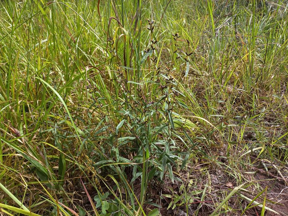 Vernonia polysphaera