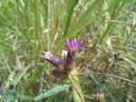 Vernonia polysphaera