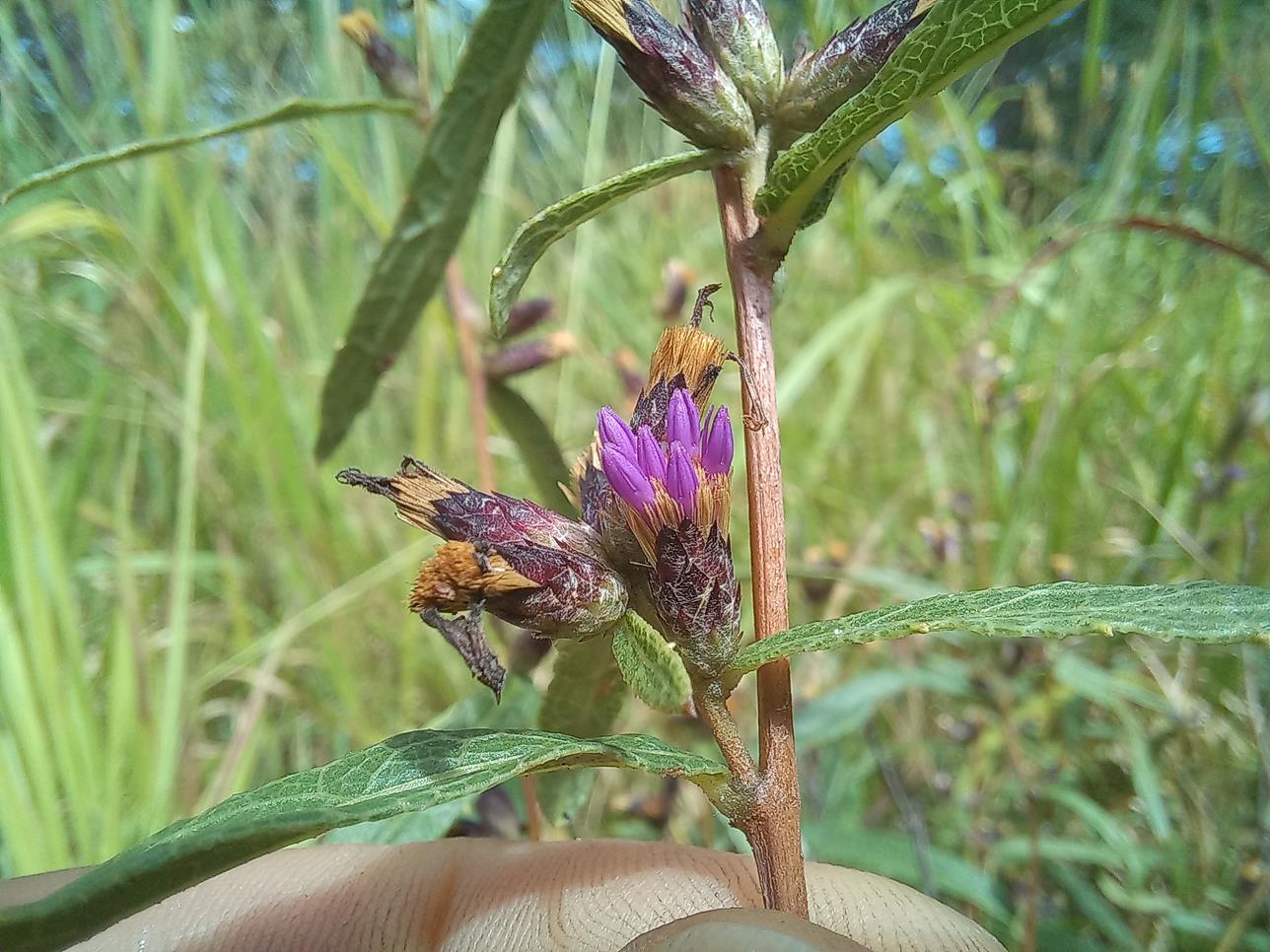 Vernonia polysphaera