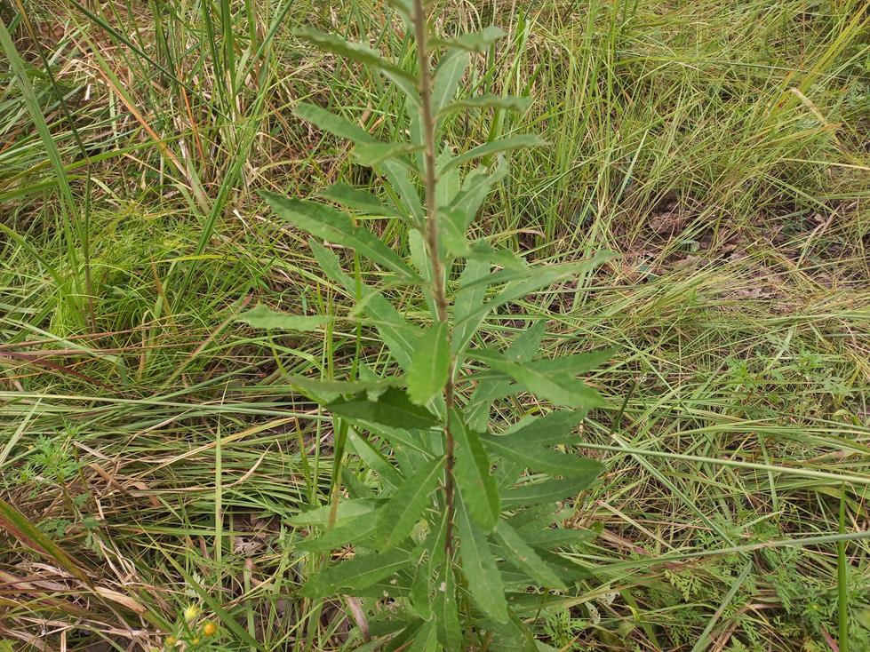 Vernonia sunzuensis