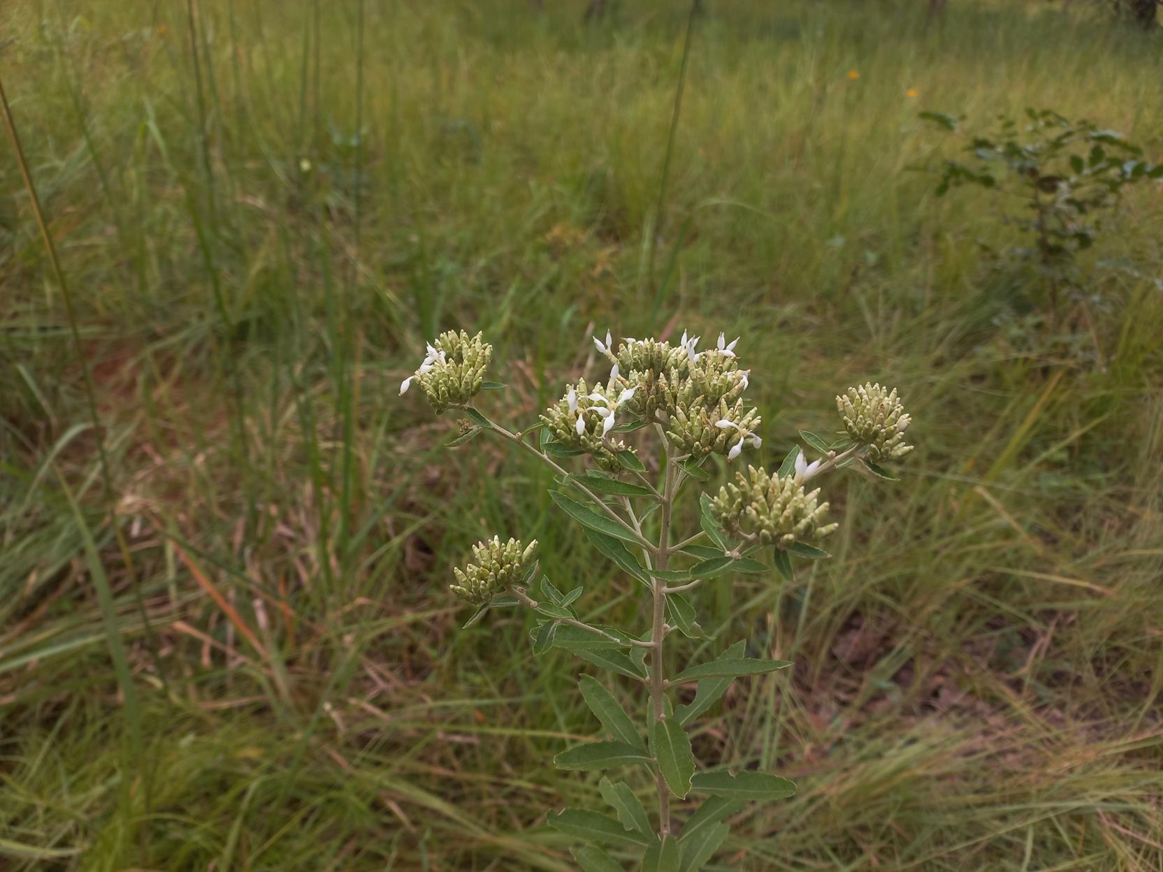 Vernonia sunzuensis