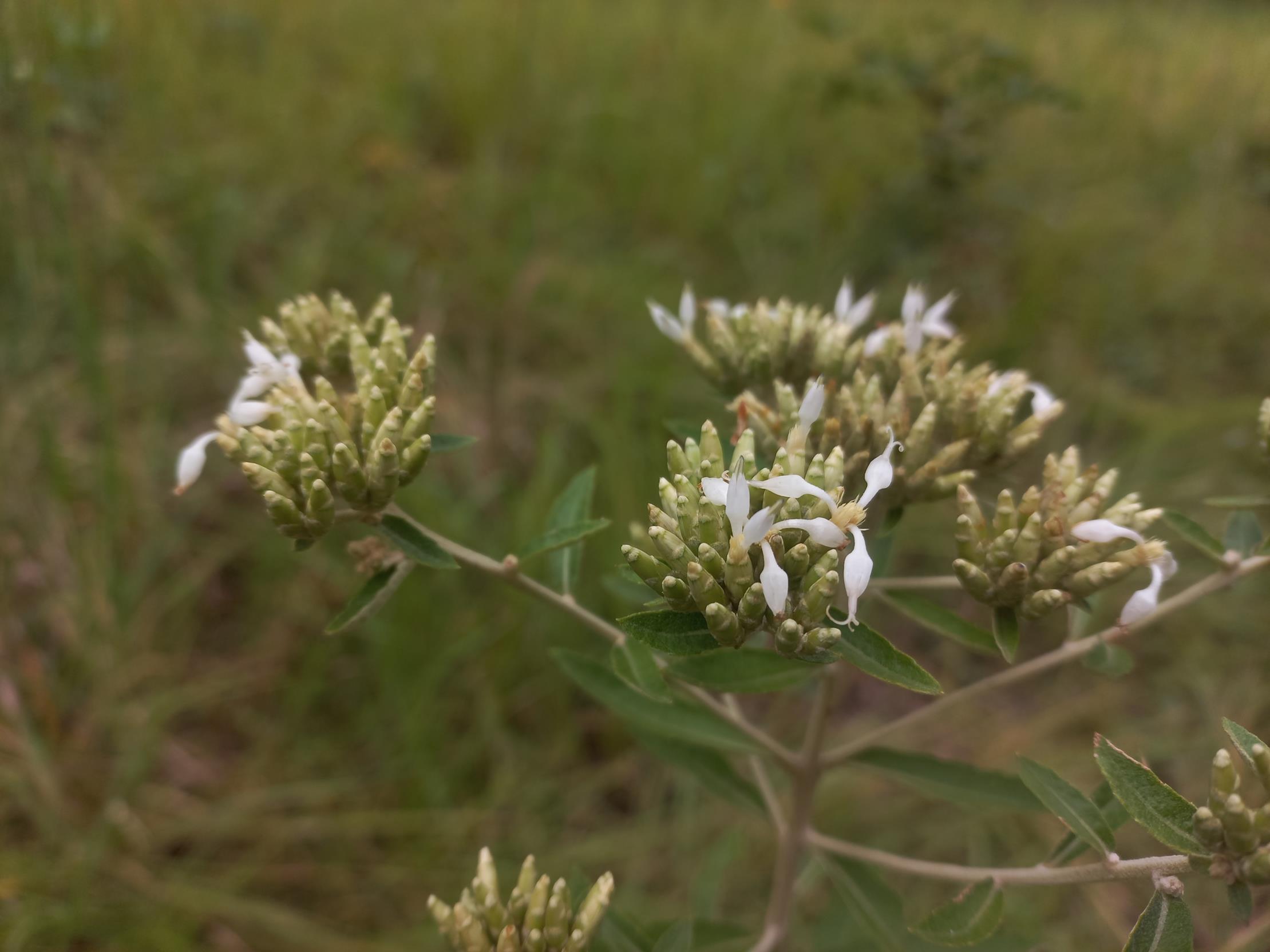 Vernonia sunzuensis