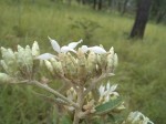 Vernonia sunzuensis