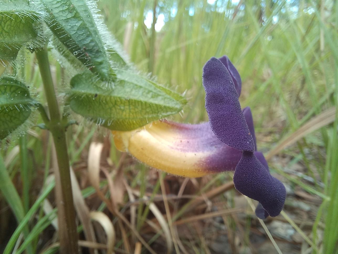 Thunbergia serpens