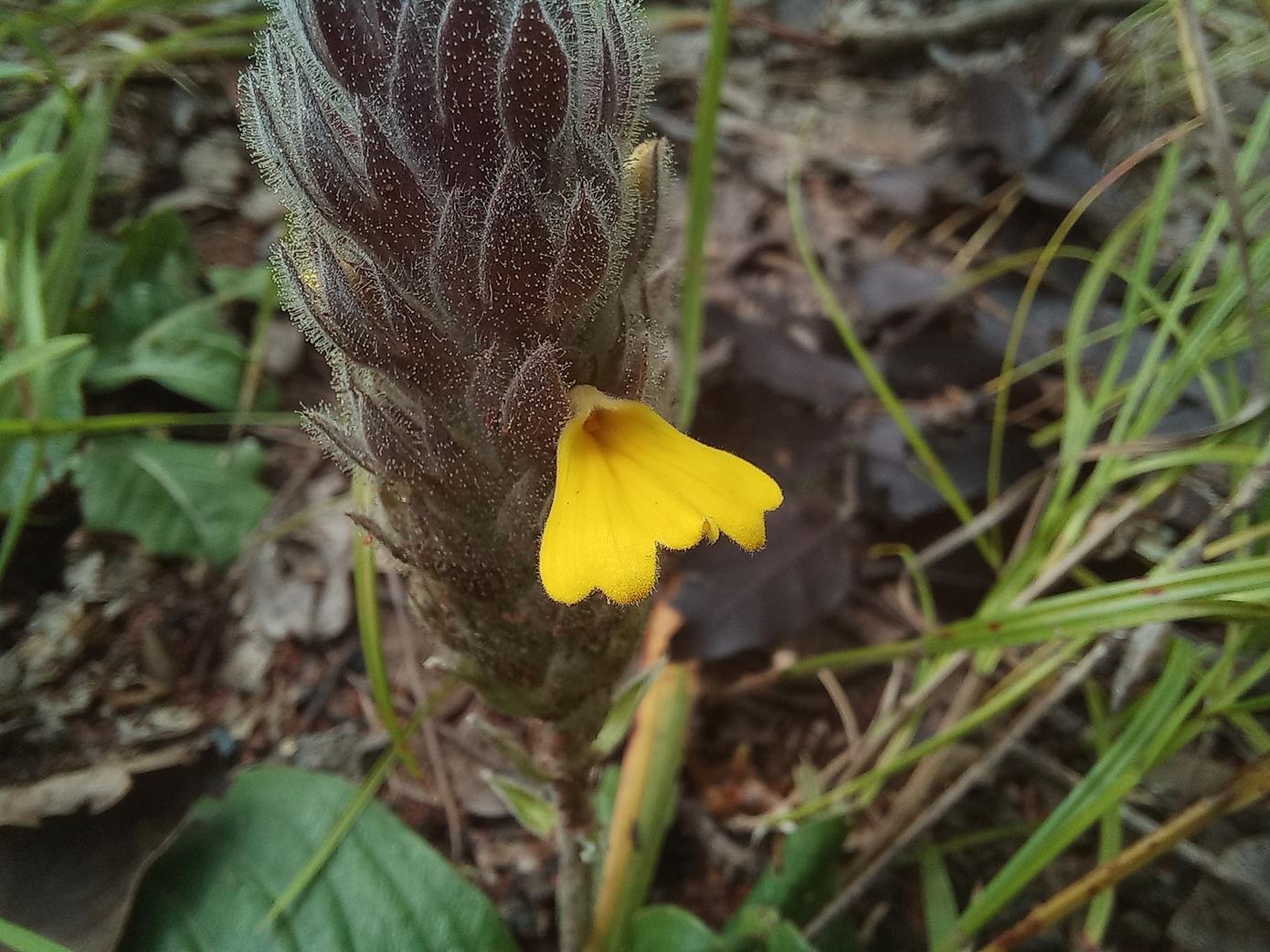 Crossandra sulphurea