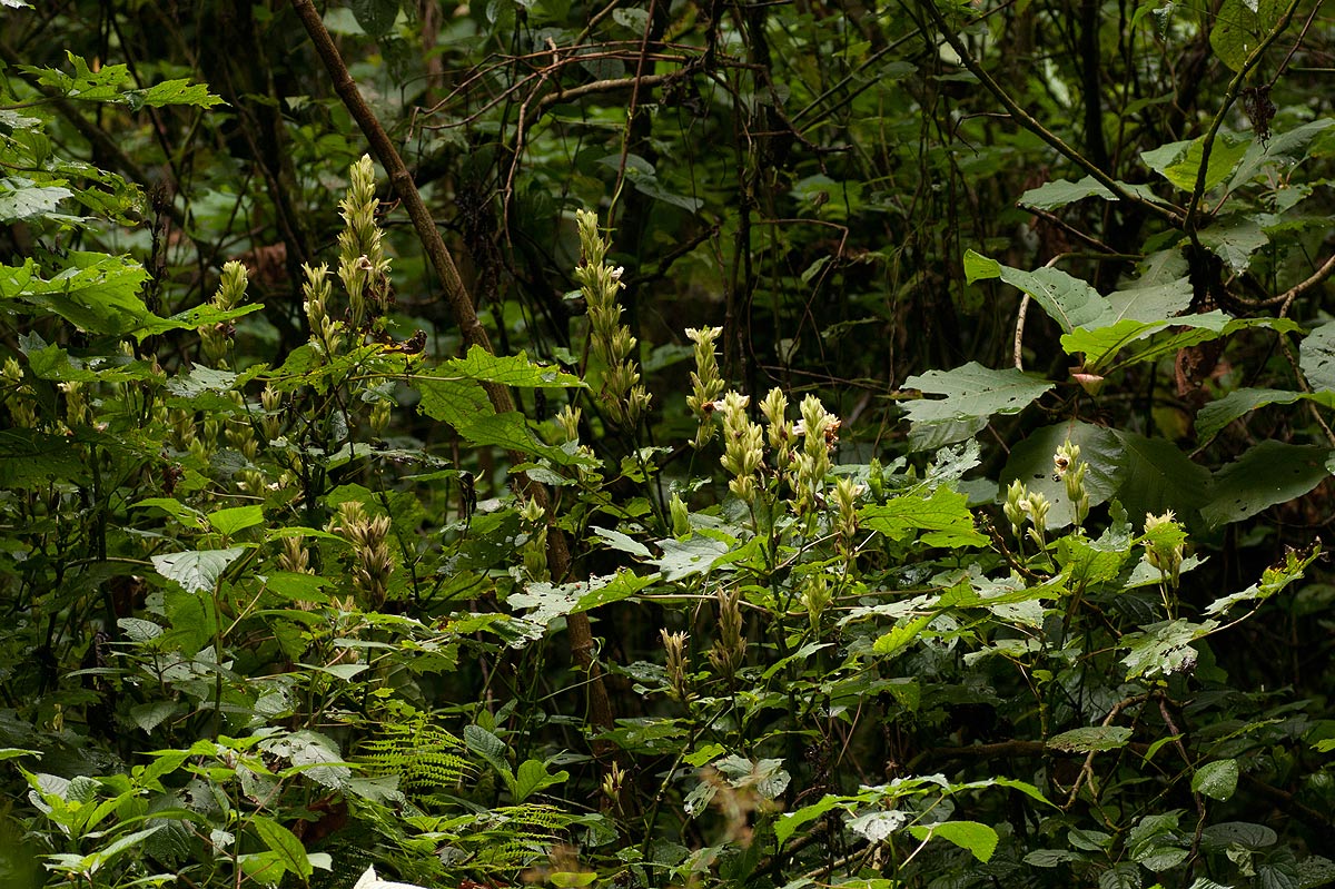 Mimulopsis arborescens