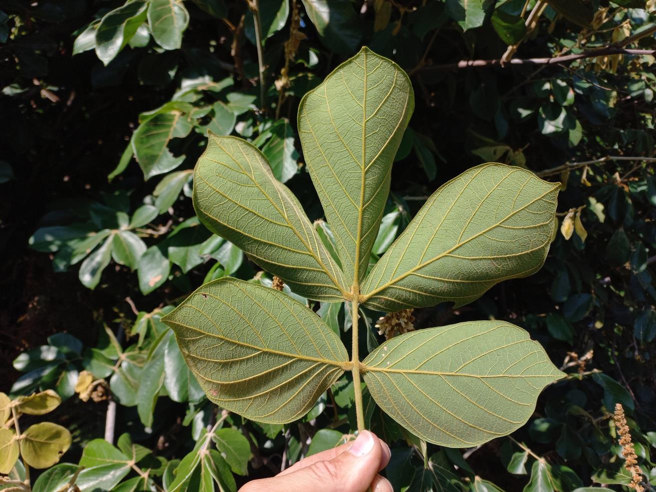 Leptoderris goetzei