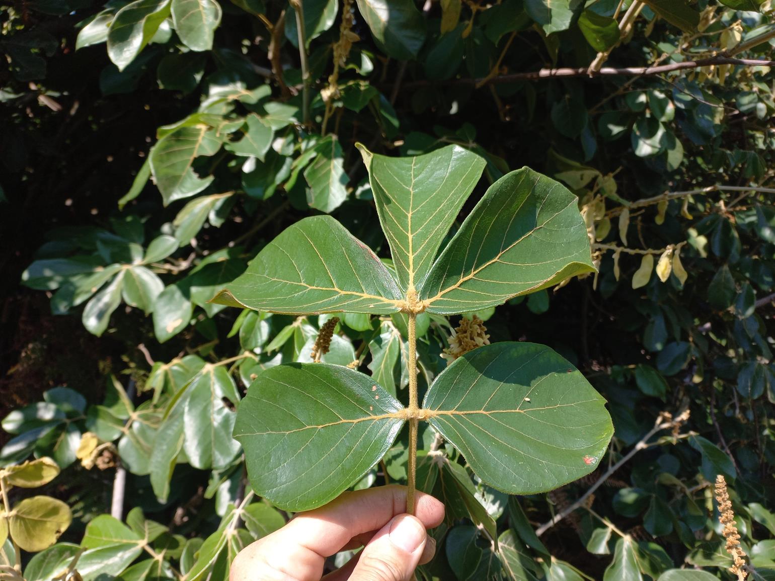 Leptoderris goetzei