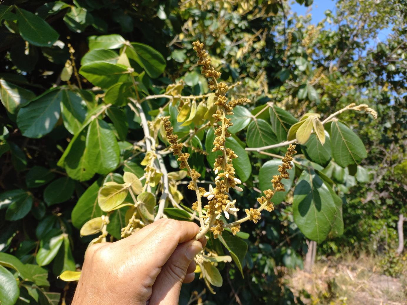 Leptoderris goetzei