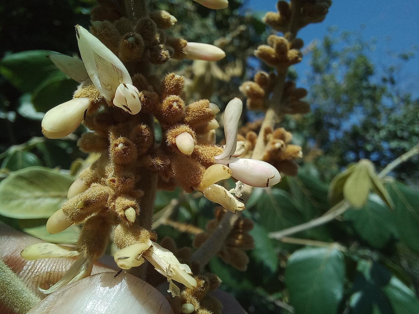 Leptoderris goetzei