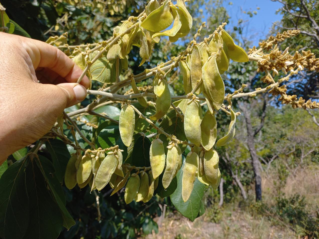 Leptoderris goetzei