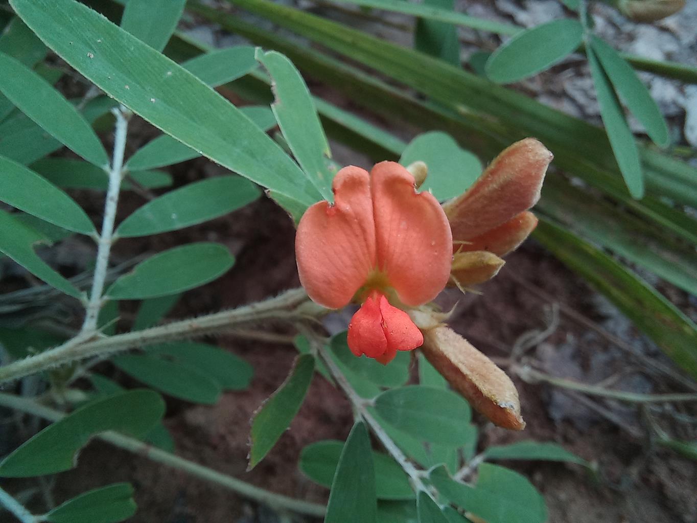 Tephrosia richardsiae subsp. richardsiae