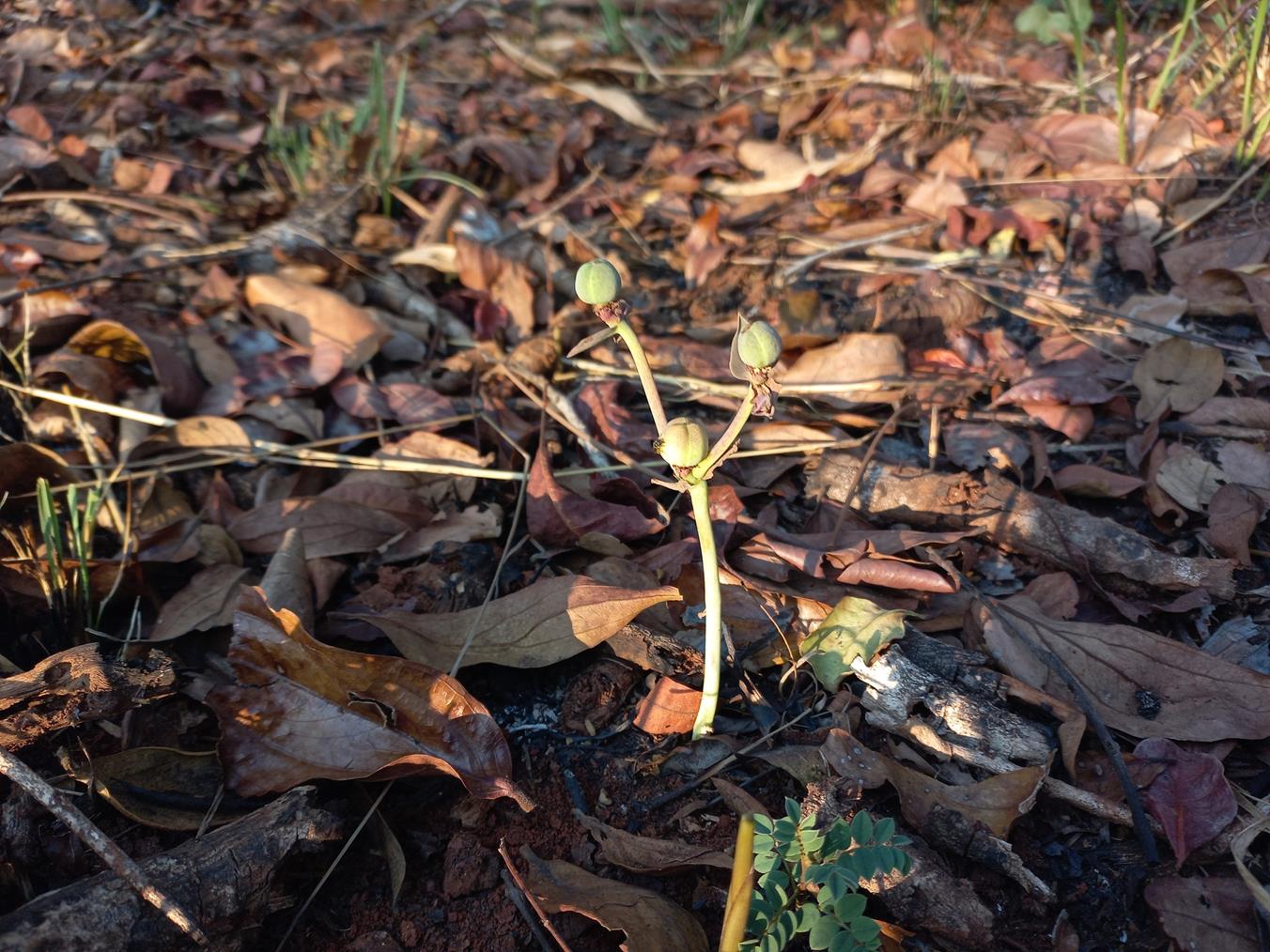 Euphorbia eranthes