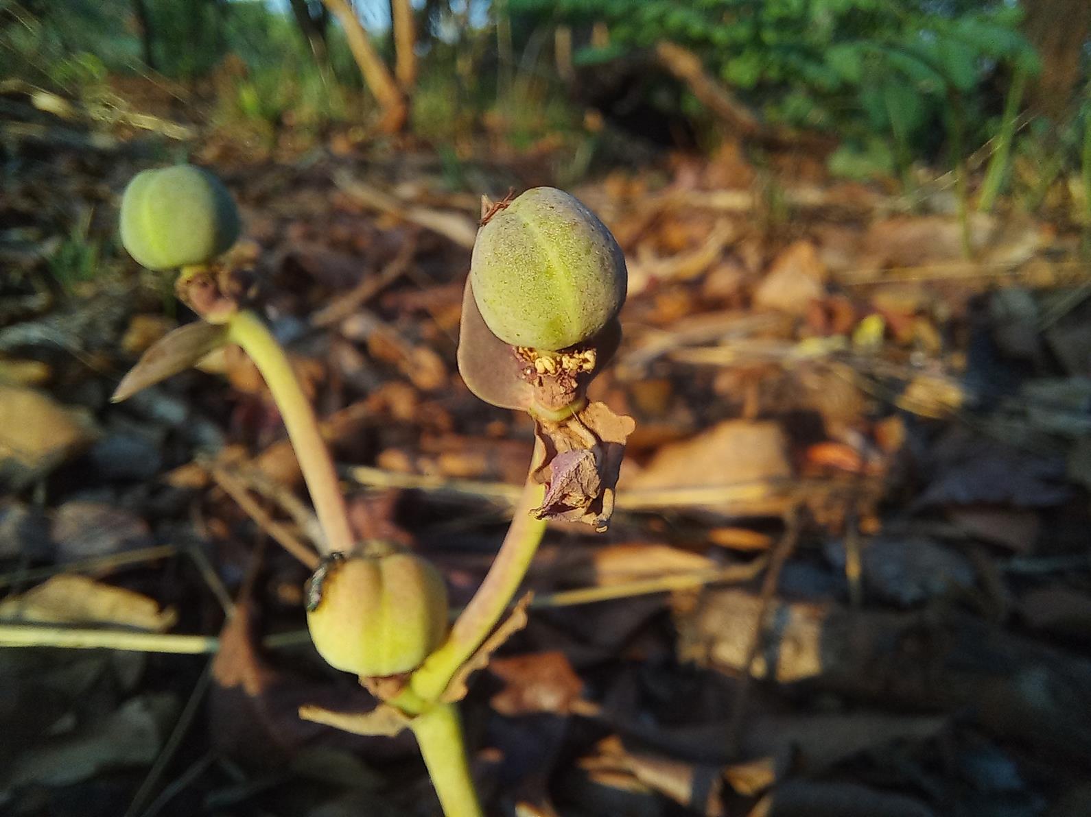 Euphorbia eranthes