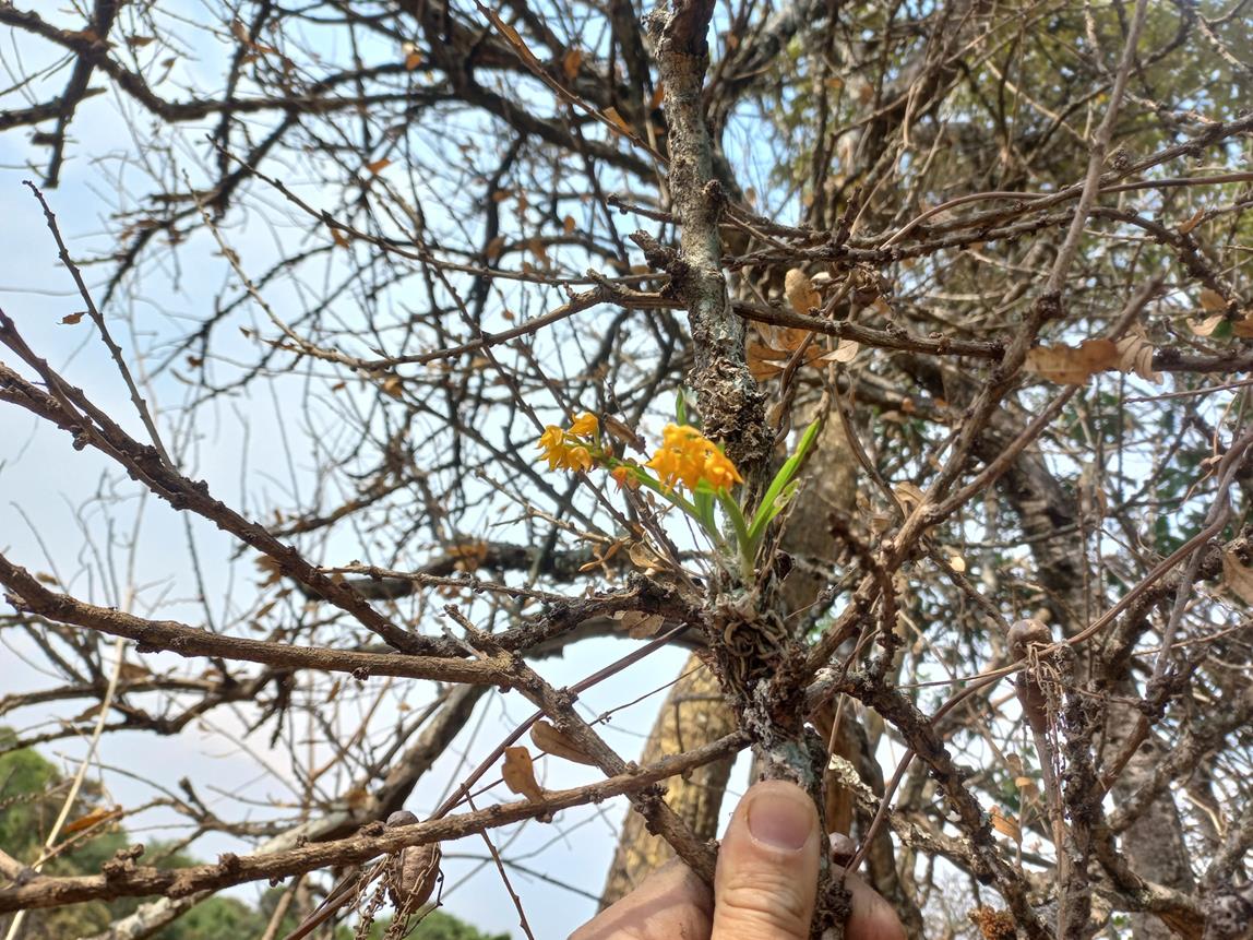 Polystachya epiphytica